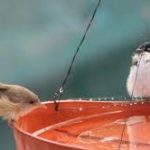 Help Birds Stay Hydrated in Hot Weather
