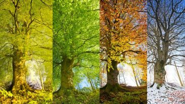 Seasonal Weather Changes