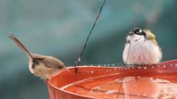 Help Birds Stay Hydrated in Hot Weather
