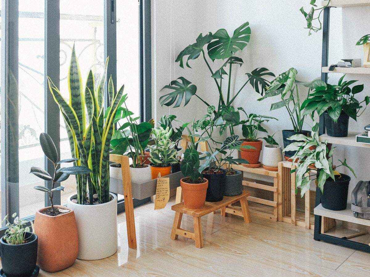 Mastering the Art of Indoor Gardening