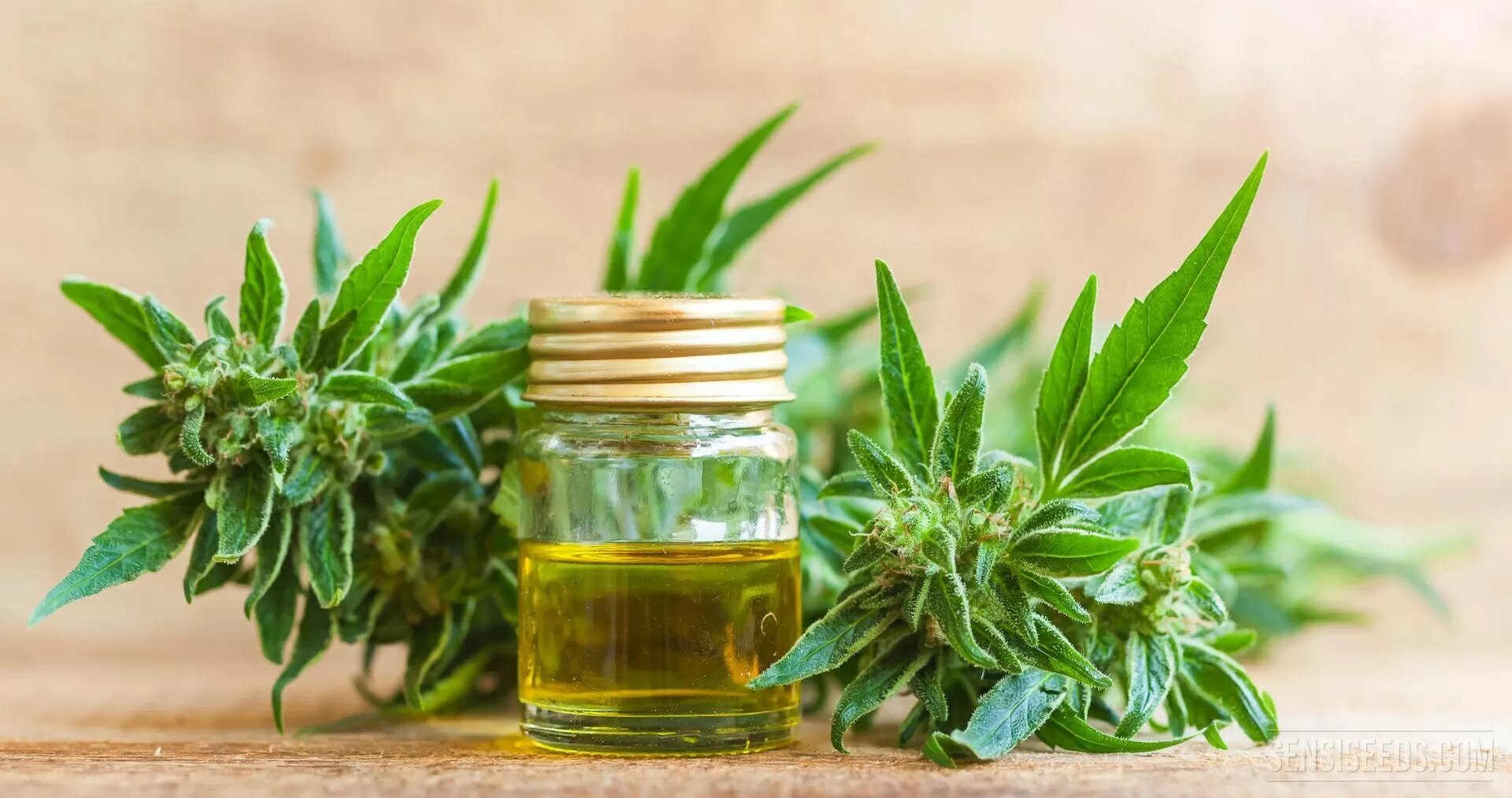Why CBD Oil from Canada is Becoming the Go-To Wellness Trend in India