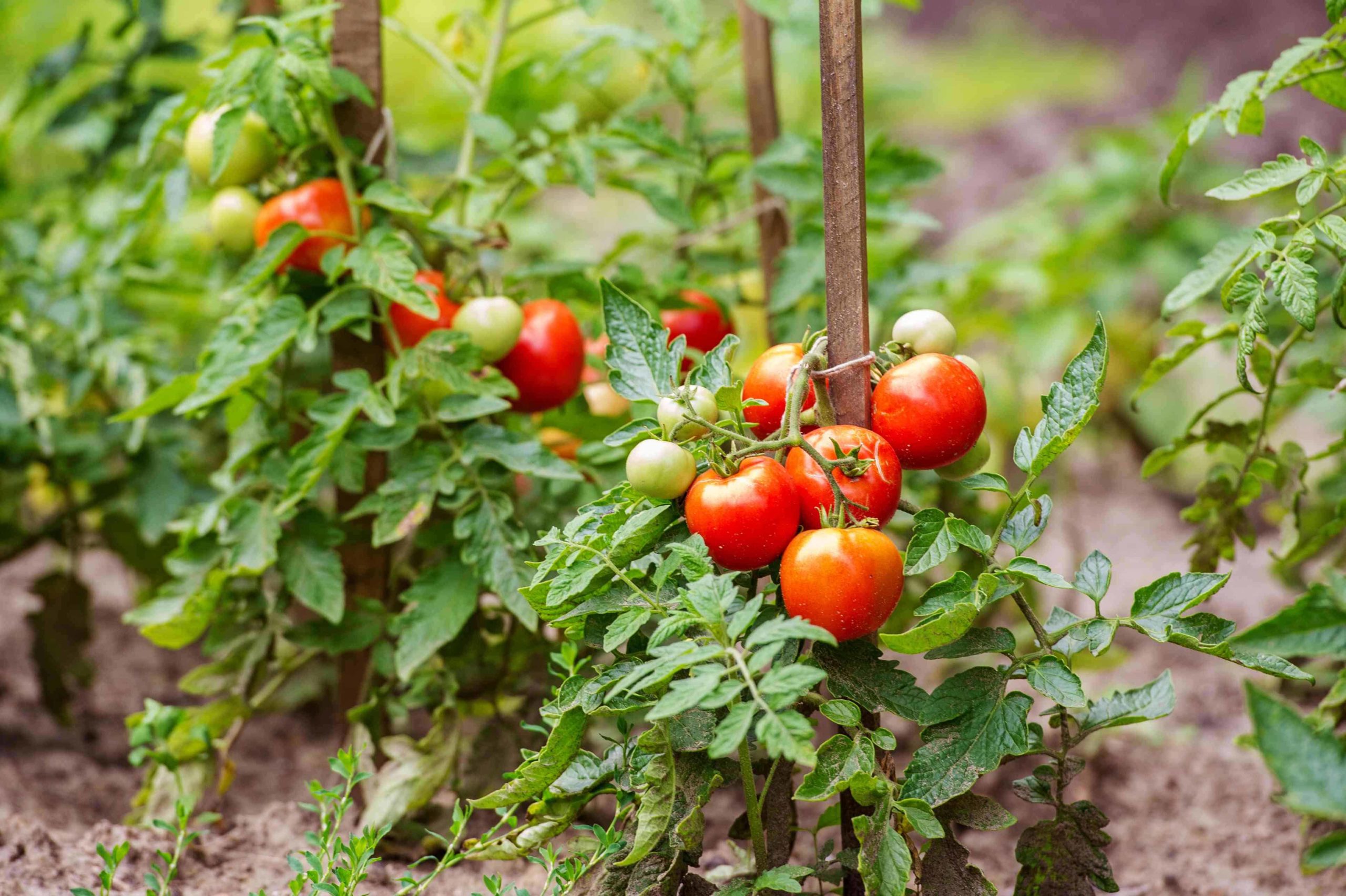Simple Home-Garden Vegetables for Every Indian Gardener
