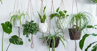 Freshen Indoor Air Naturally