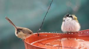 Help Birds Stay Hydrated in Hot Weather